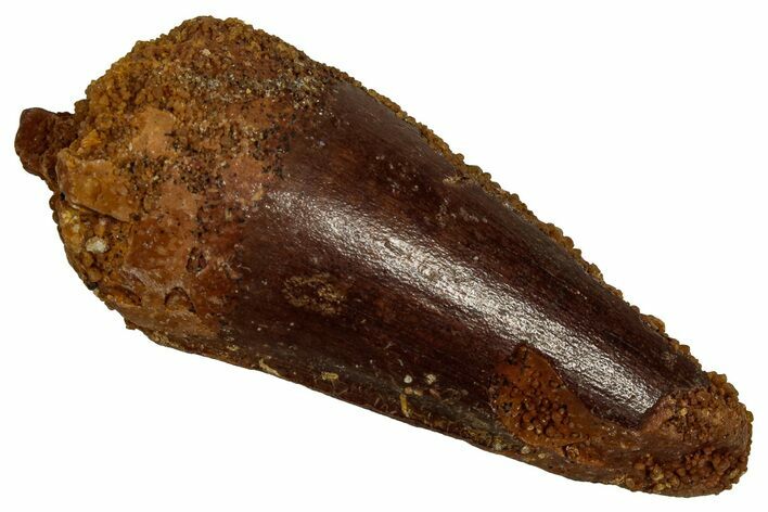 Fossil Spinosaurus Tooth - Real Dinosaur Tooth #356761